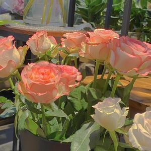 metcn专柳青青的专辑欣赏
